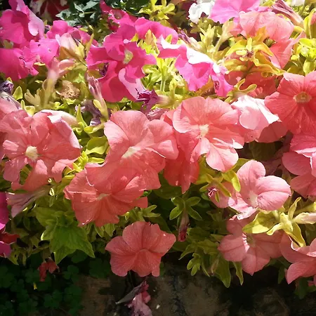 酒店 梅里特乐夫科萨酒店 5*